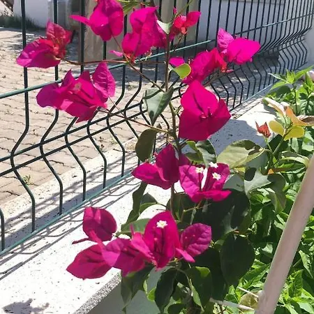 شقة فندقية Neseli Bahce Cafe سفيريهيسار