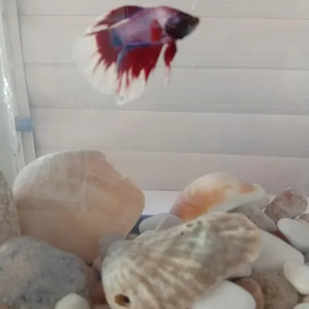 Neşelı Bahçe Cafe *