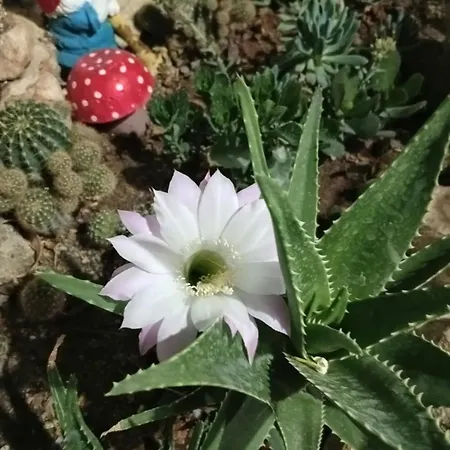 Neşelı Bahçe Cafe Seferihisar