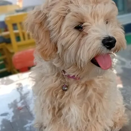 Neseli Bahce Cafe Apartahotel