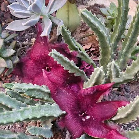 Lägenhetshotell Neseli Bahce Cafe Seferihisar