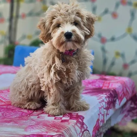 Neseli Bahce Cafe Lägenhetshotell