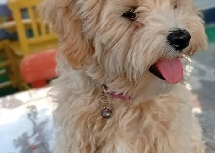 Neseli Bahce Cafe Apartmanhotel