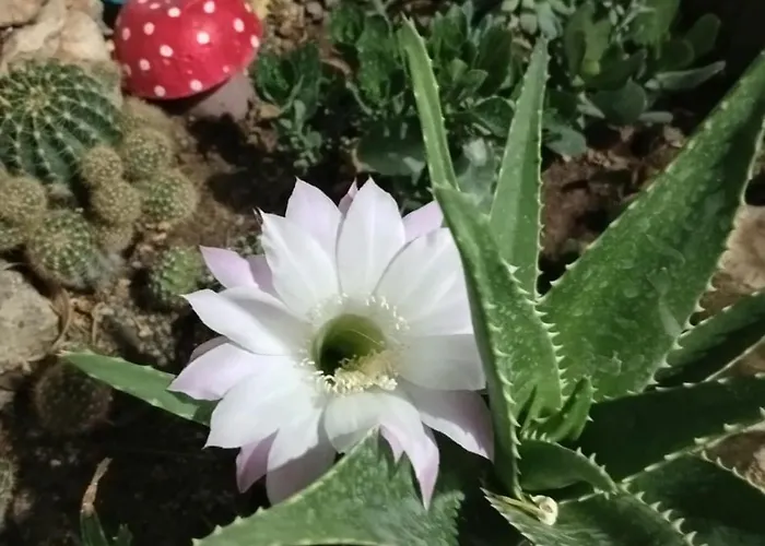 Neseli Bahce Cafe Seferihisar