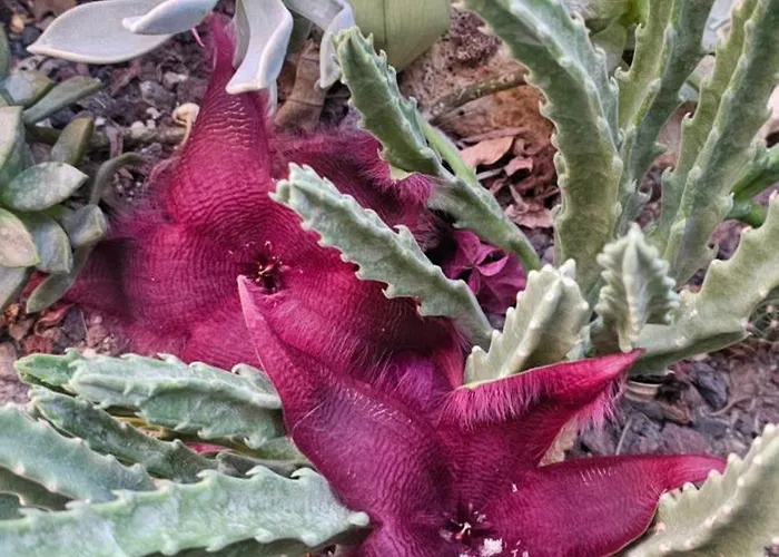 Apartmanhotel Neseli Bahce Cafe Seferihisar