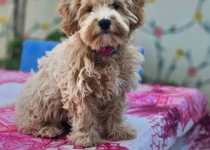 Neseli Bahce Cafe Apartmanhotel